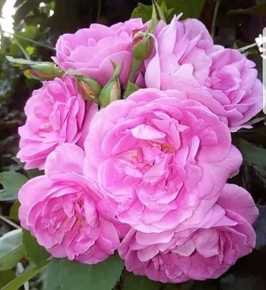 PANINEER ROSE